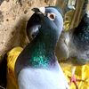 papa.sall39