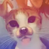 wowiklowi