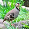 Birds Breeders