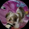cachorromayke