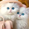 jabar___123akm