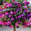 sevinc.aliyeva11