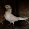 a_li8a6