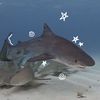 zozo_ceratops