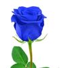 rose58752