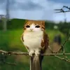oowlbananacat