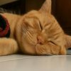 meng_oyen1