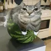patoyuliacosta