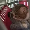 tiktok.user.rafaela_9
