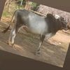 user56075271596386