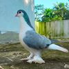 pigeon_lover..71