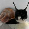 curly.snail.hehim