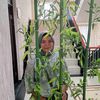 erlinawati296