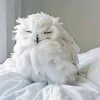 karteriscool6