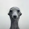 isxbelnwjz