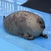 mr_seal_official201