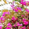 amjad_khan905
