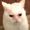 akdnnf82