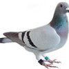 nelly.houeto6