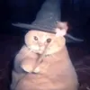 c_ma8