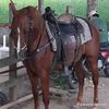 tigrilloruiz504