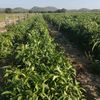 agronomista12