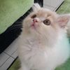 yulianti2443
