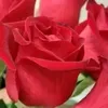 izzat3547
