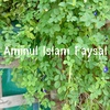 amiul.islam4