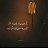11223zainab