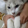 mallow_mycat