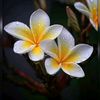 tithi8454