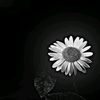 shweyinaye199