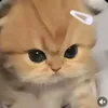 .mitsuri016