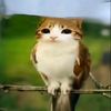 jumanalovescats