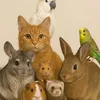 onlyanimals70