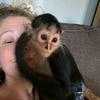 monkeys_for_rehoming_