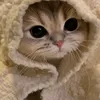 cuute_caats