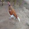 khushab.ala08