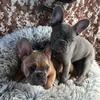 frenchies.bub.and