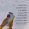 shaguftatabbasum0