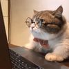 gato16835
