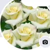 heba.saud2