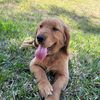 the_goldenmaui