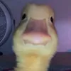 🐥VynxRL🐥