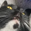 meliinka_ciki
