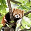 Animal~Movie