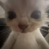 _n0t_here_attm
