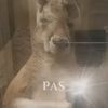 gato.boris3