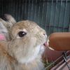 bunnyhopper131